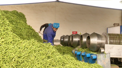 【&ldquo;三抓三促&rdquo;行動進行時】高臺:農(nóng)產(chǎn)品深加工 賦能鄉(xiāng)村振興